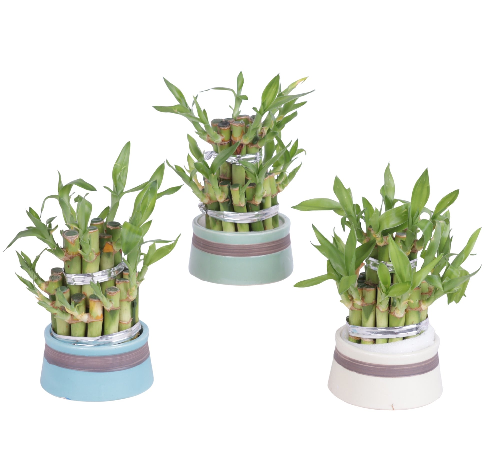 Drac. Lucky Bamboo 15cm 8cm Pot
