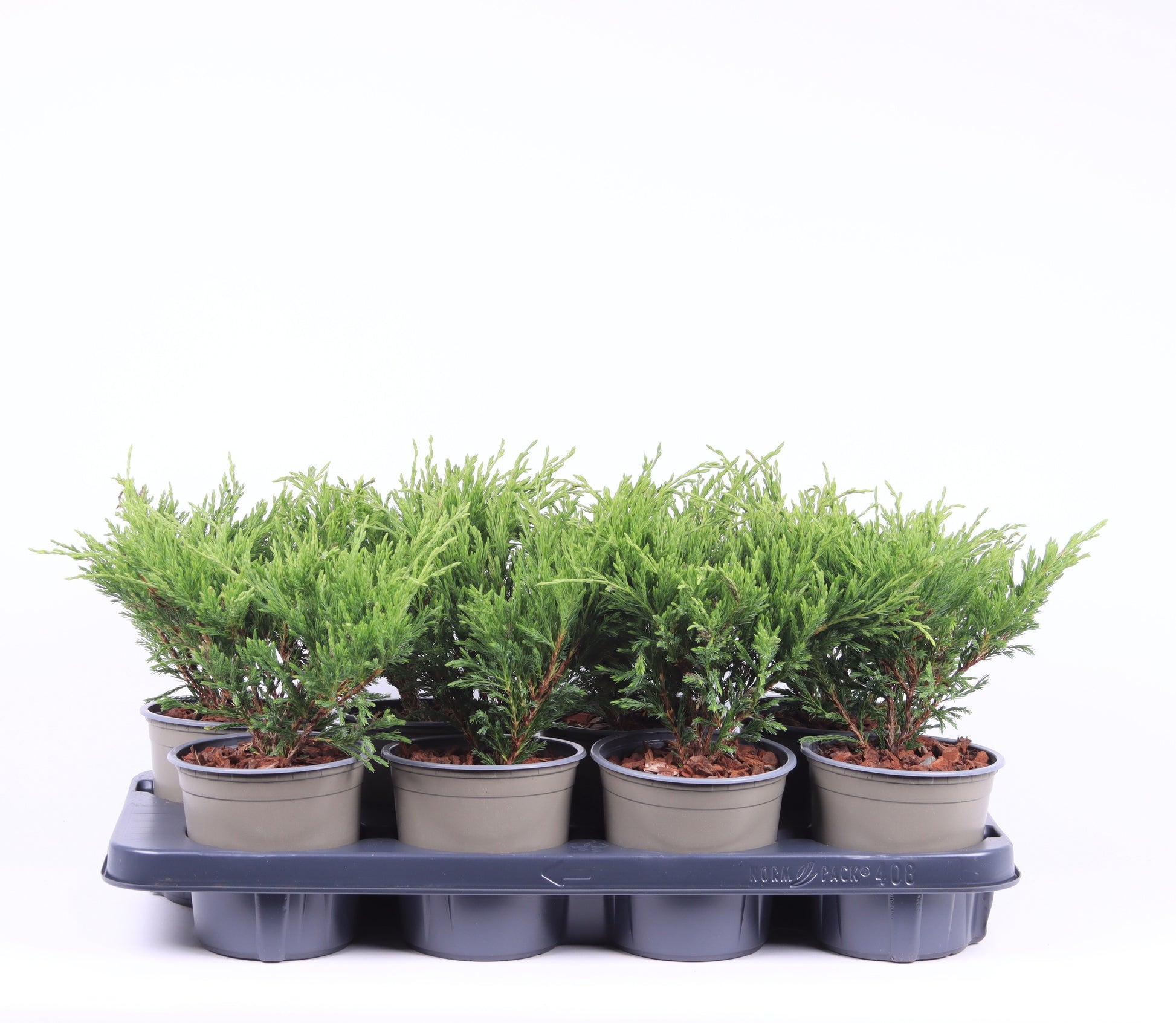 Juniperus Andorra Compact 25cm 13cm Pot