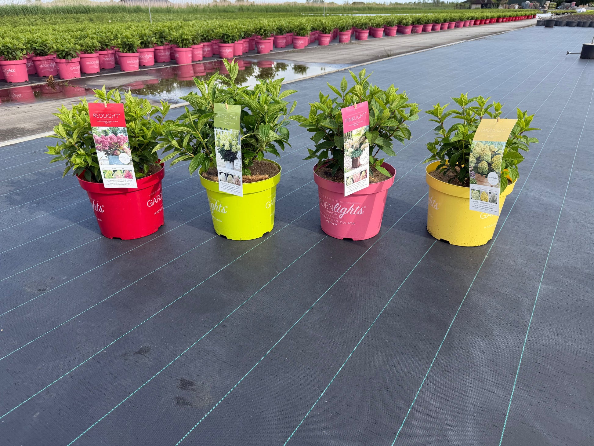 Hydrangea Garden Lights 65cm 26cm Pot