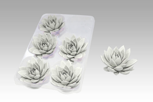 Echeveria colored white 7cm 999cm Pot