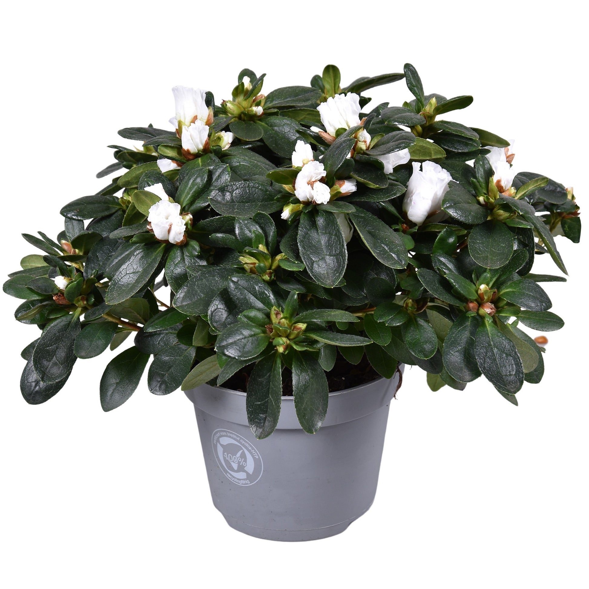 Rhododendron Vogel white 27cm 13cm Pot