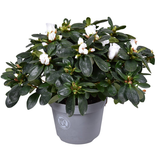 Rhododendron Vogel white 27cm 13cm Pot