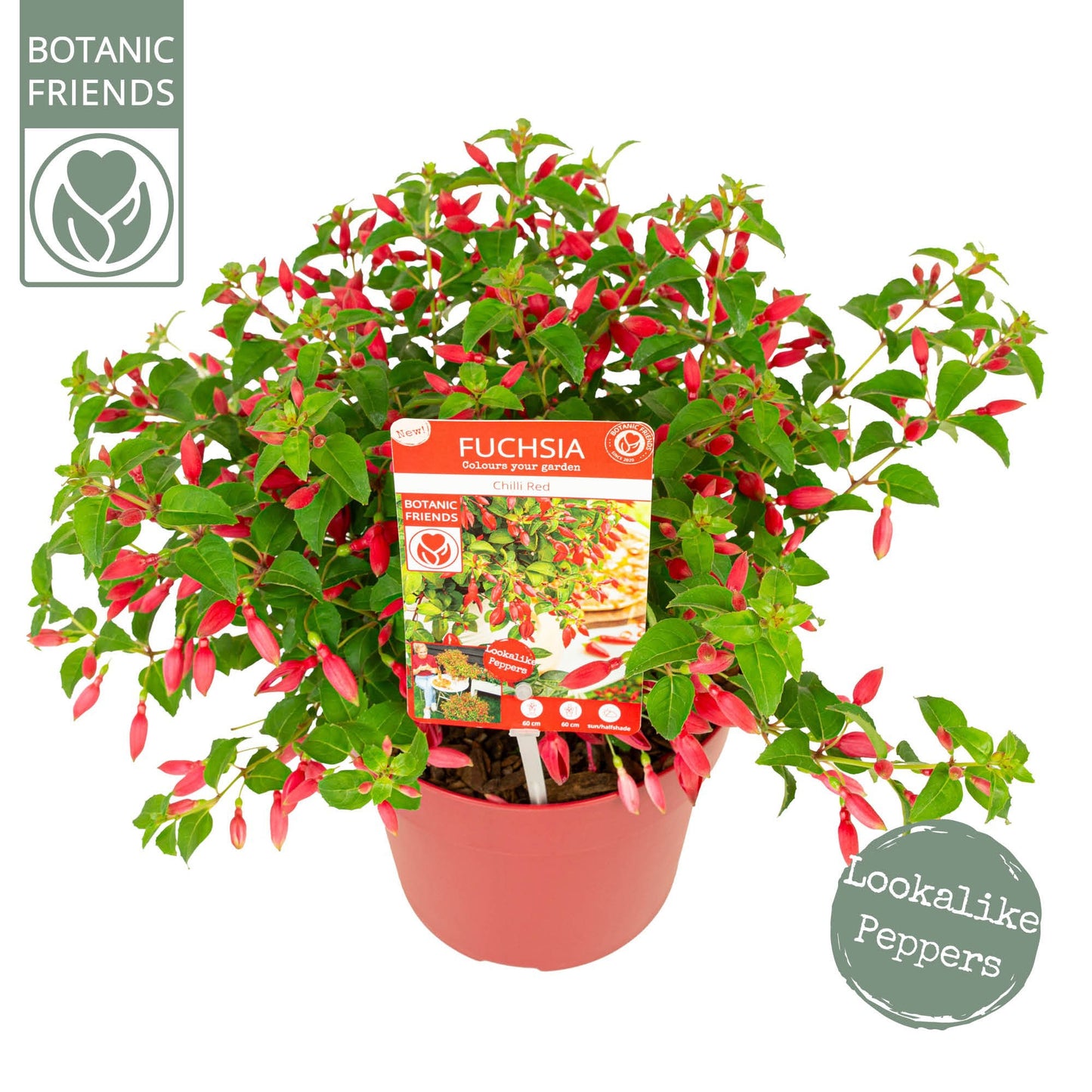 Fuchsia Chilli red 25cm 19cm Pot