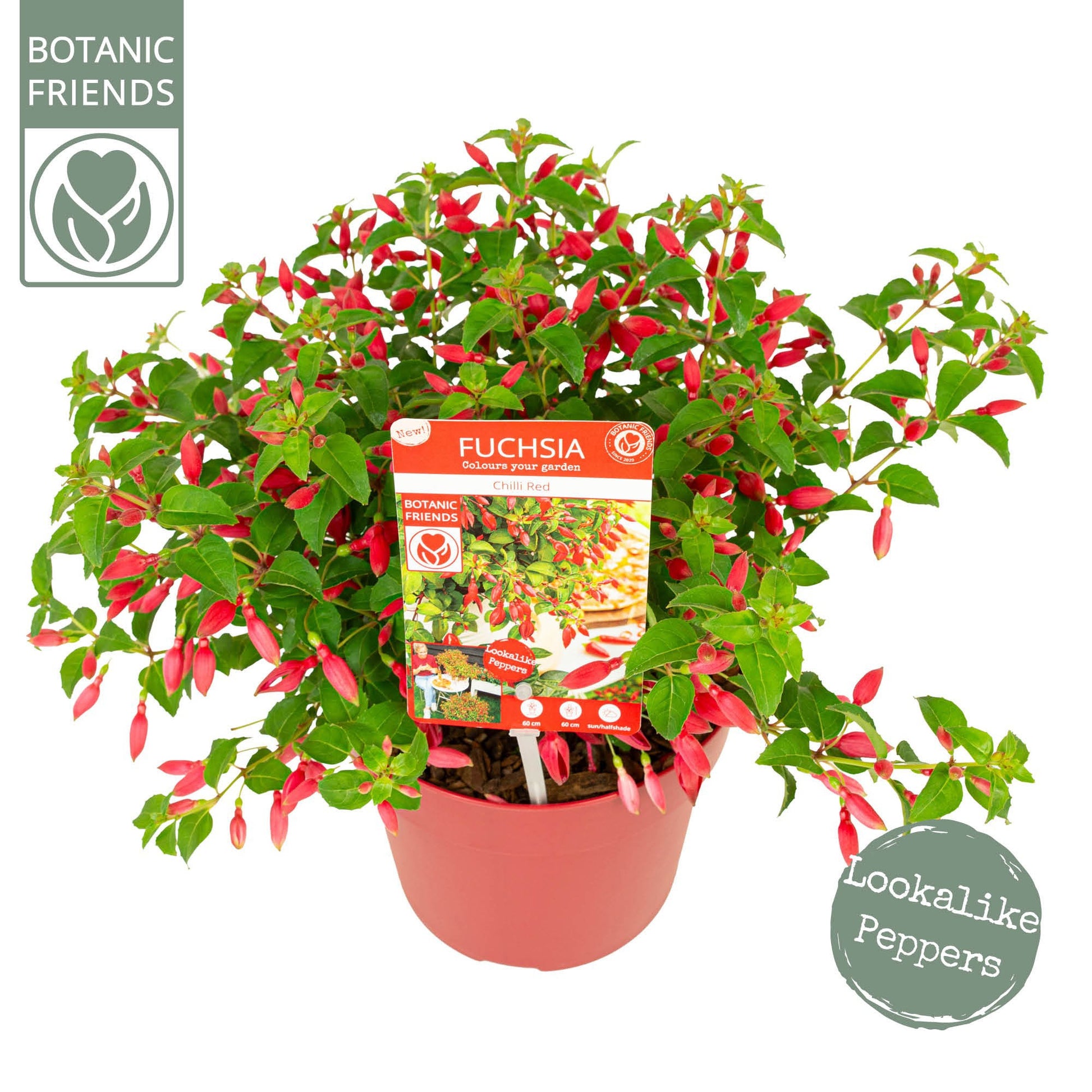 Fuchsia Chilli red 25cm 19cm Pot