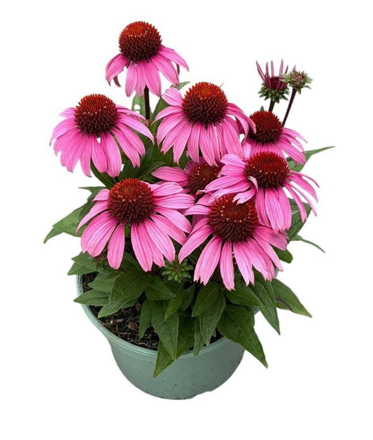 Echinacea sunseekers Purple 45cm 19cm Pot