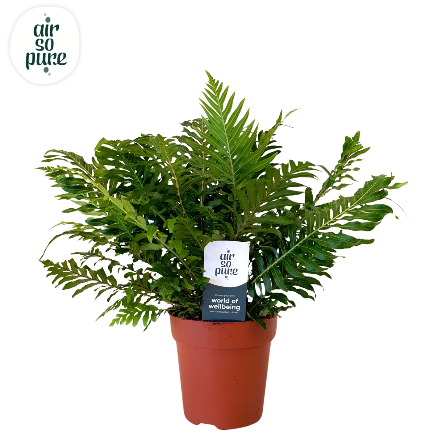 Blechnum Silver Lady 35cm 12cm Pot