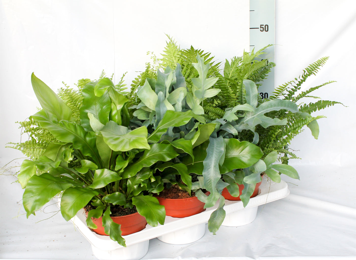 Ferns mix 50cm 17cm Pot