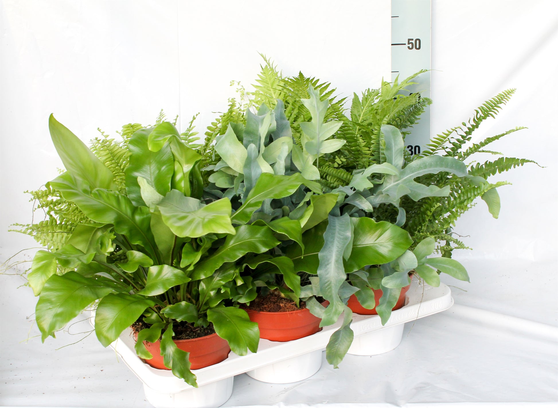 Ferns mix 50cm 17cm Pot