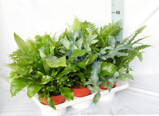 Ferns mix 50cm 17cm Pot