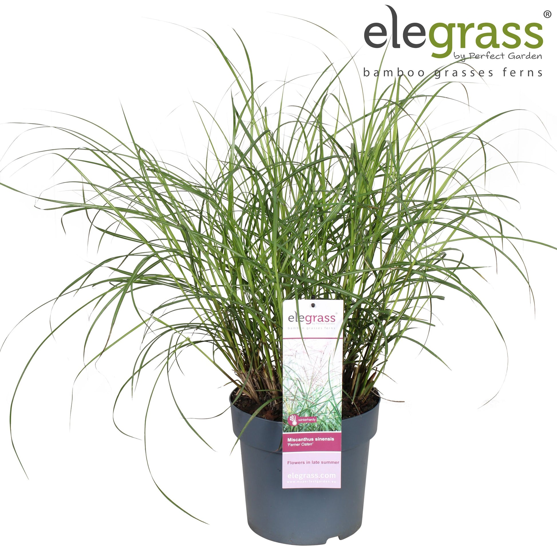 Miscanthus sinensis Ferner Osten 70cm 23cm Pot