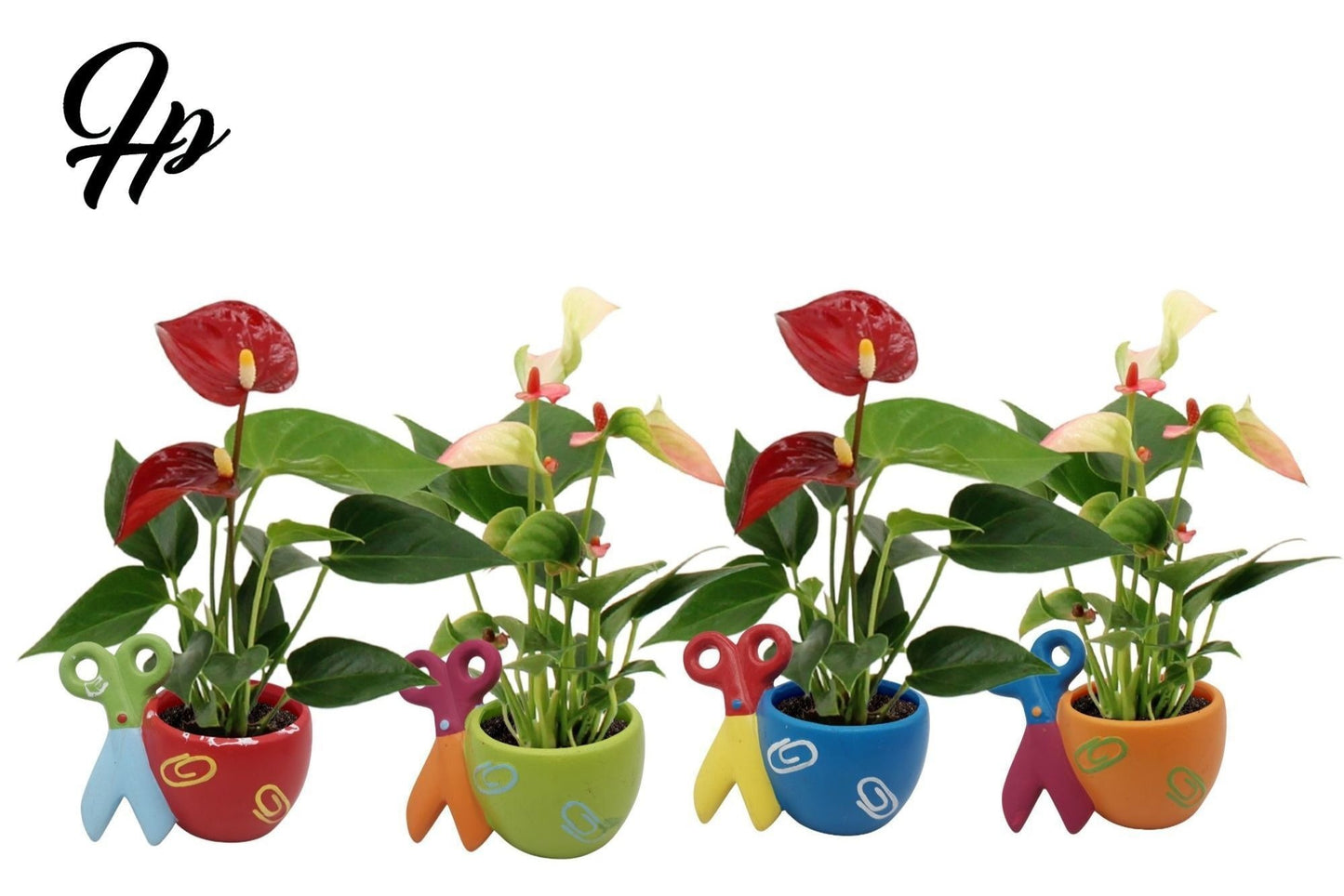 Anthurium mix 18cm 6cm Pot