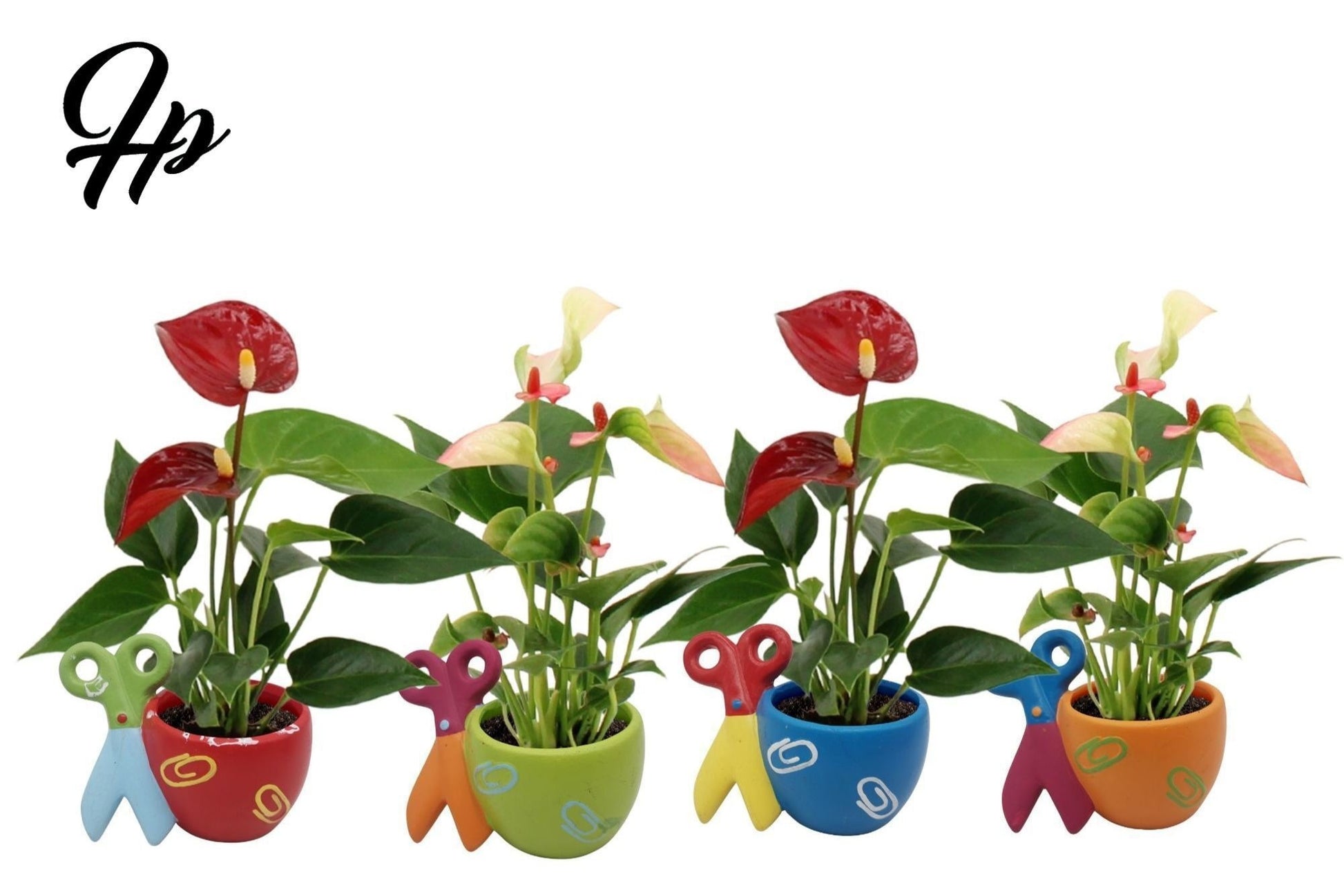 Anthurium mix 18cm 6cm Pot