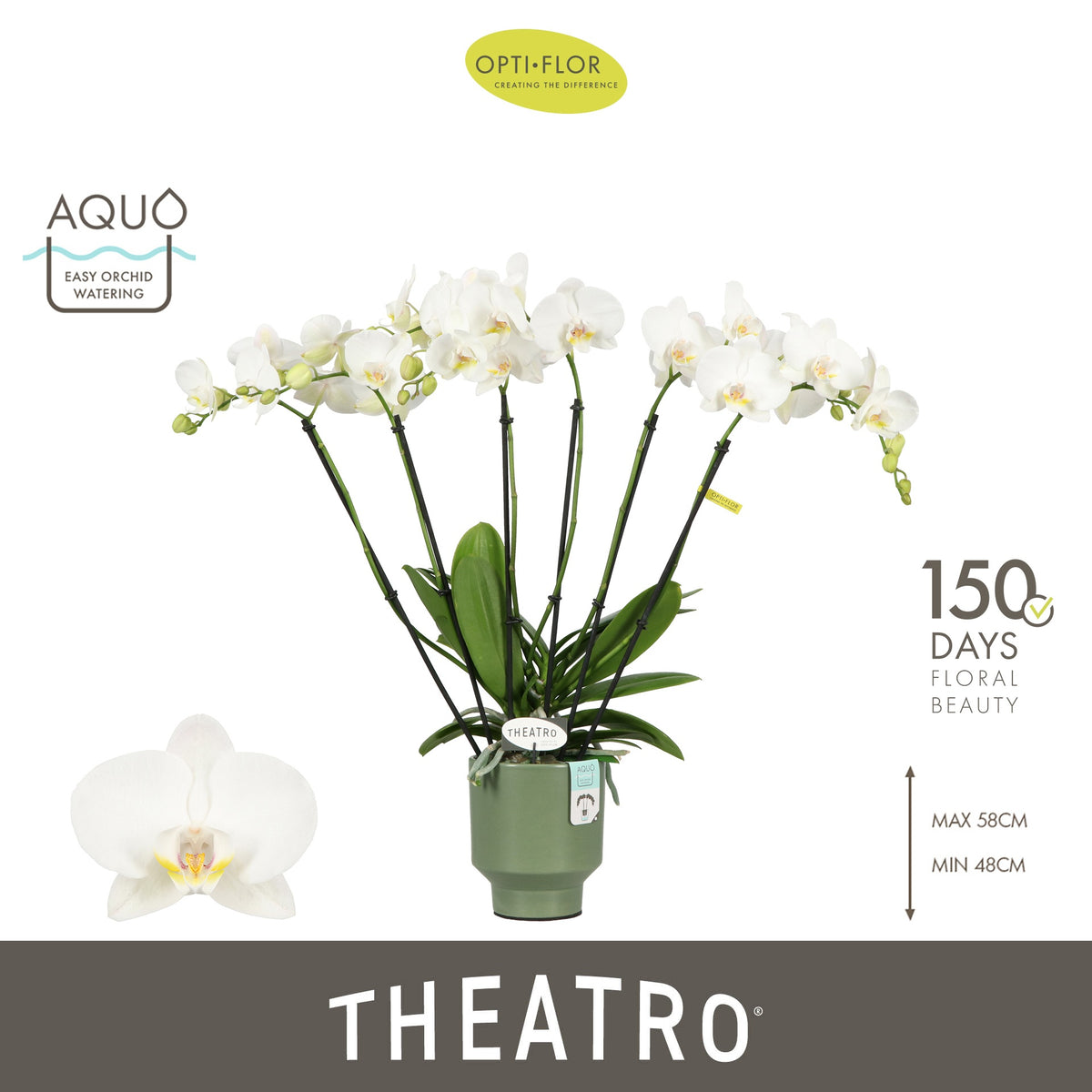 Phalaenopsis white 60cm 12cm Pot