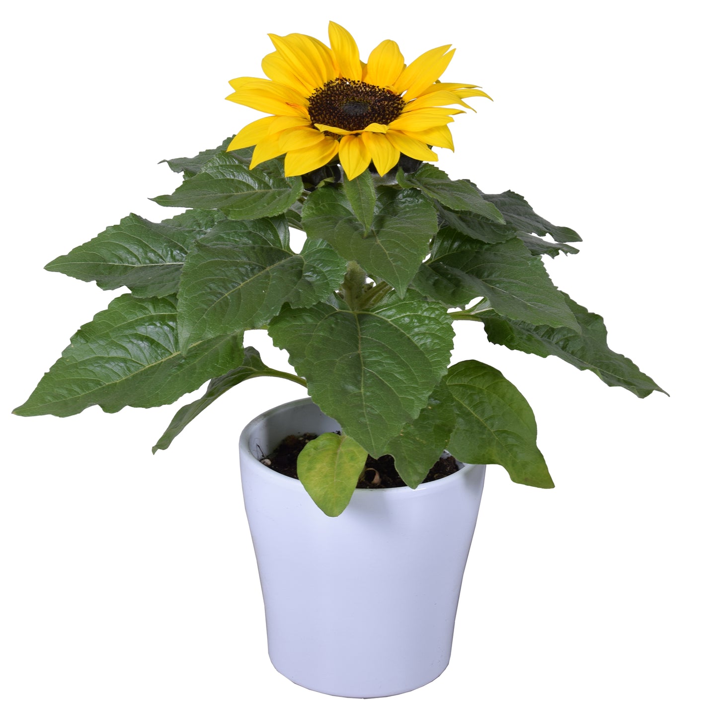 Helianthus Sunsation (+ drp. ceramic) 30cm 14cm Pot