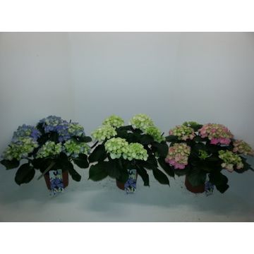 Meeslouwer, Kwekerij Hydrangea macrophylla mix Pack of 5
