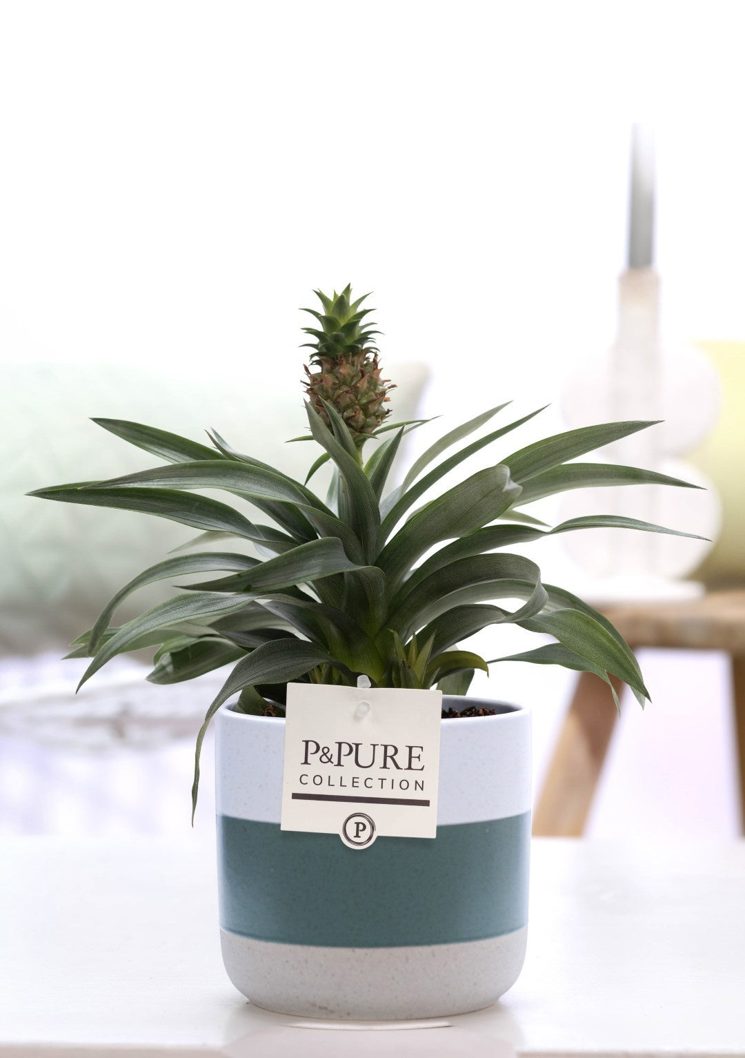 Pure Collection Ananas Rosita Pack of 5