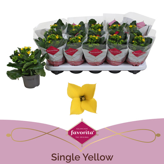 Kalanchoe Solana yellow 22cm 10.5cm Pot