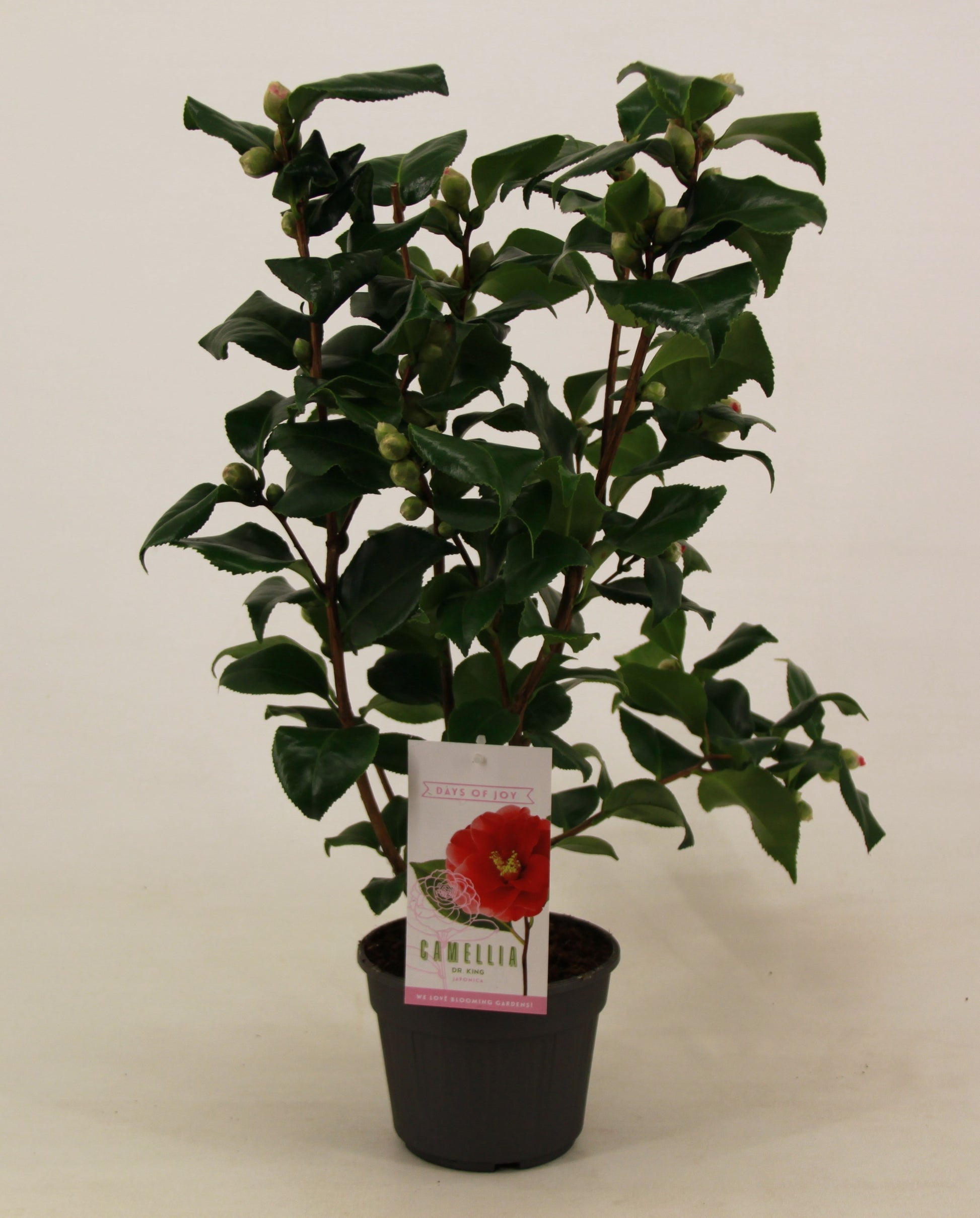 Camellia Dr. King 60cm 15cm Pot