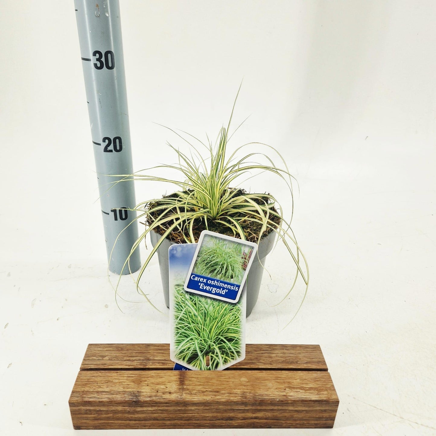 Carex osh. Evergold 35cm 17cm Pot