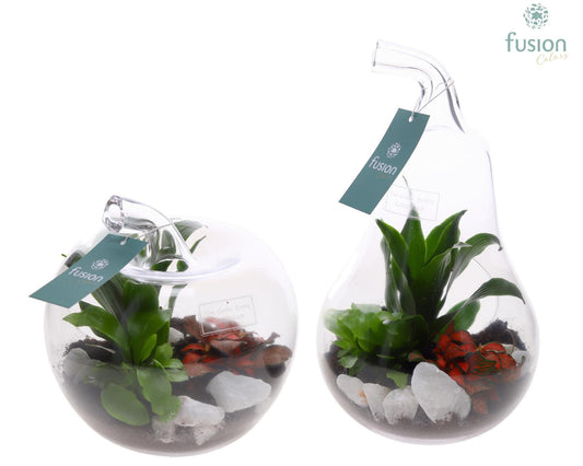 Glas Appel en Peer met Arrangement groene planten 3pp 29cm 18cm Pot