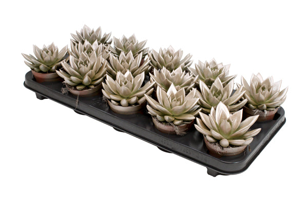 Echeveria col. metallic champagne 11cm Special Pot (508)