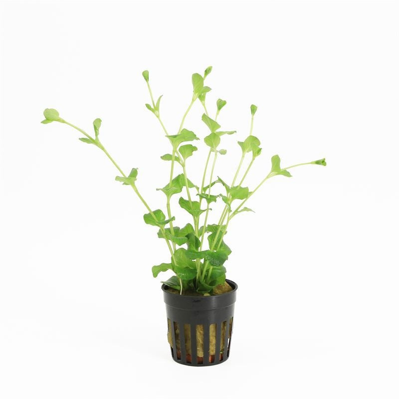 Lysimachia hybrid 10cm 5cm Pot