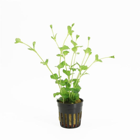 Lysimachia hybrid 10cm 5cm Pot
