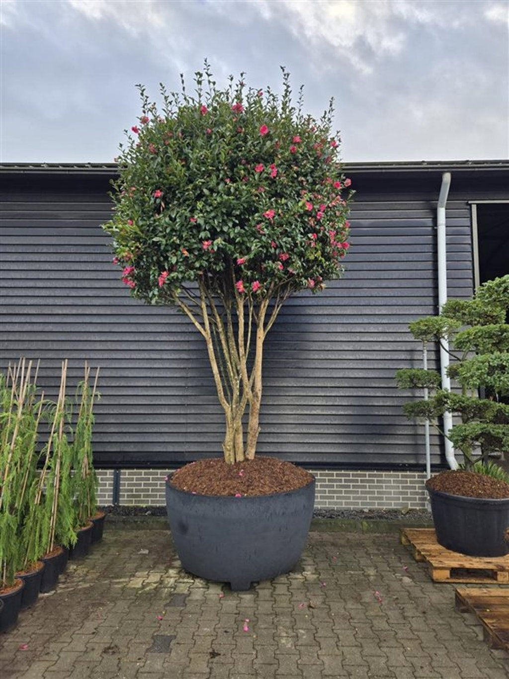 Camellia japonica 400cm 140cm Pot