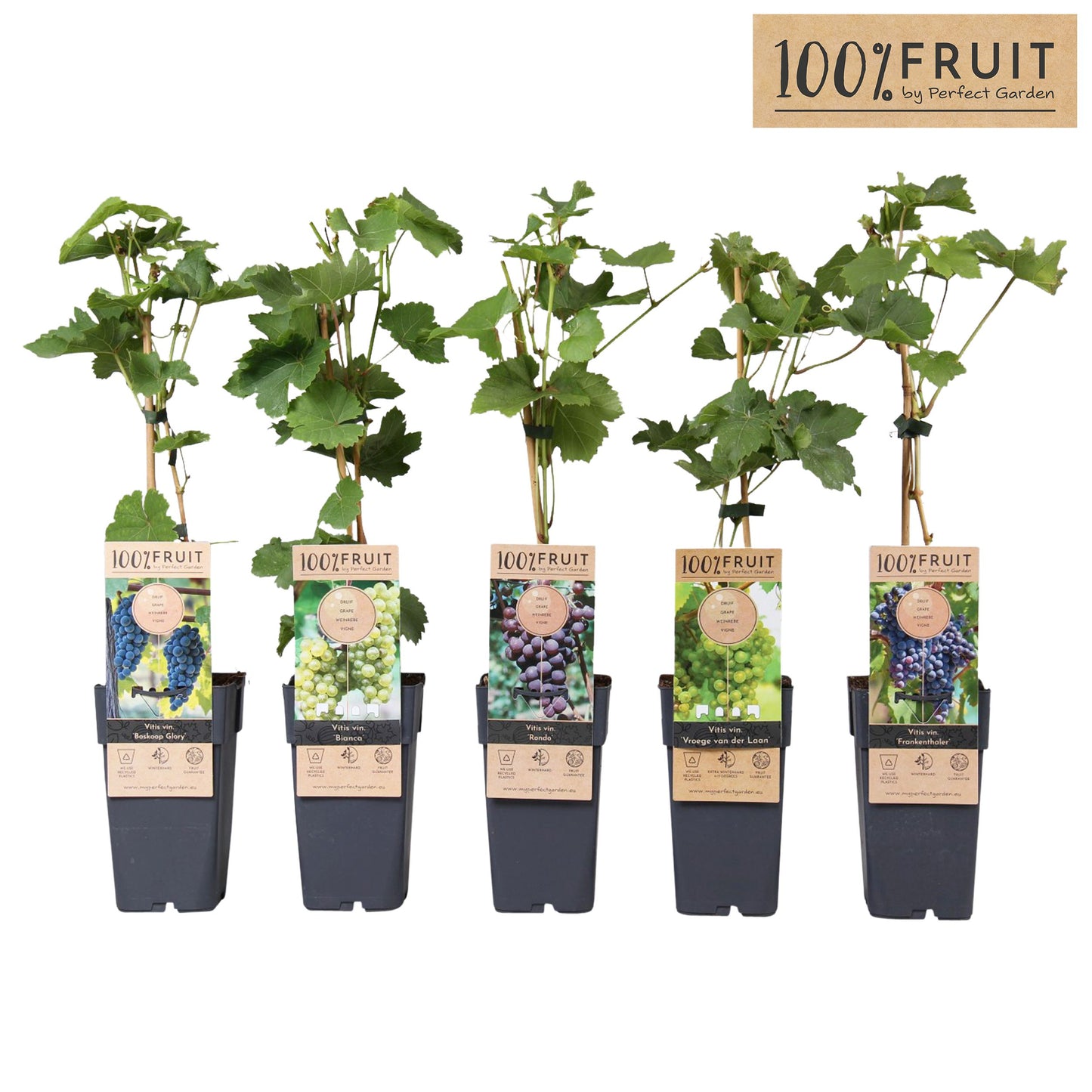 Vitis Attika (Grape) 65cm 15cm Pot