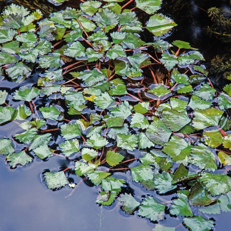 Aquarium plant mix 5cm 2cm Pot