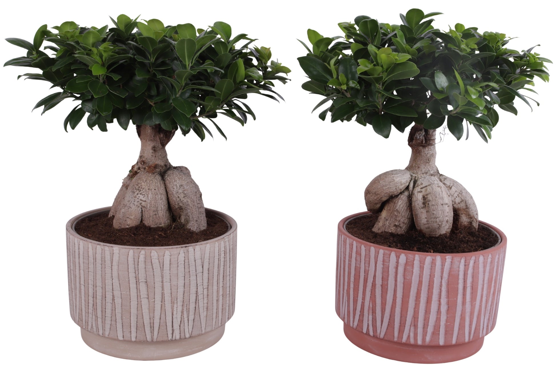 Ficus Ginseng 50cm 26cm Pot