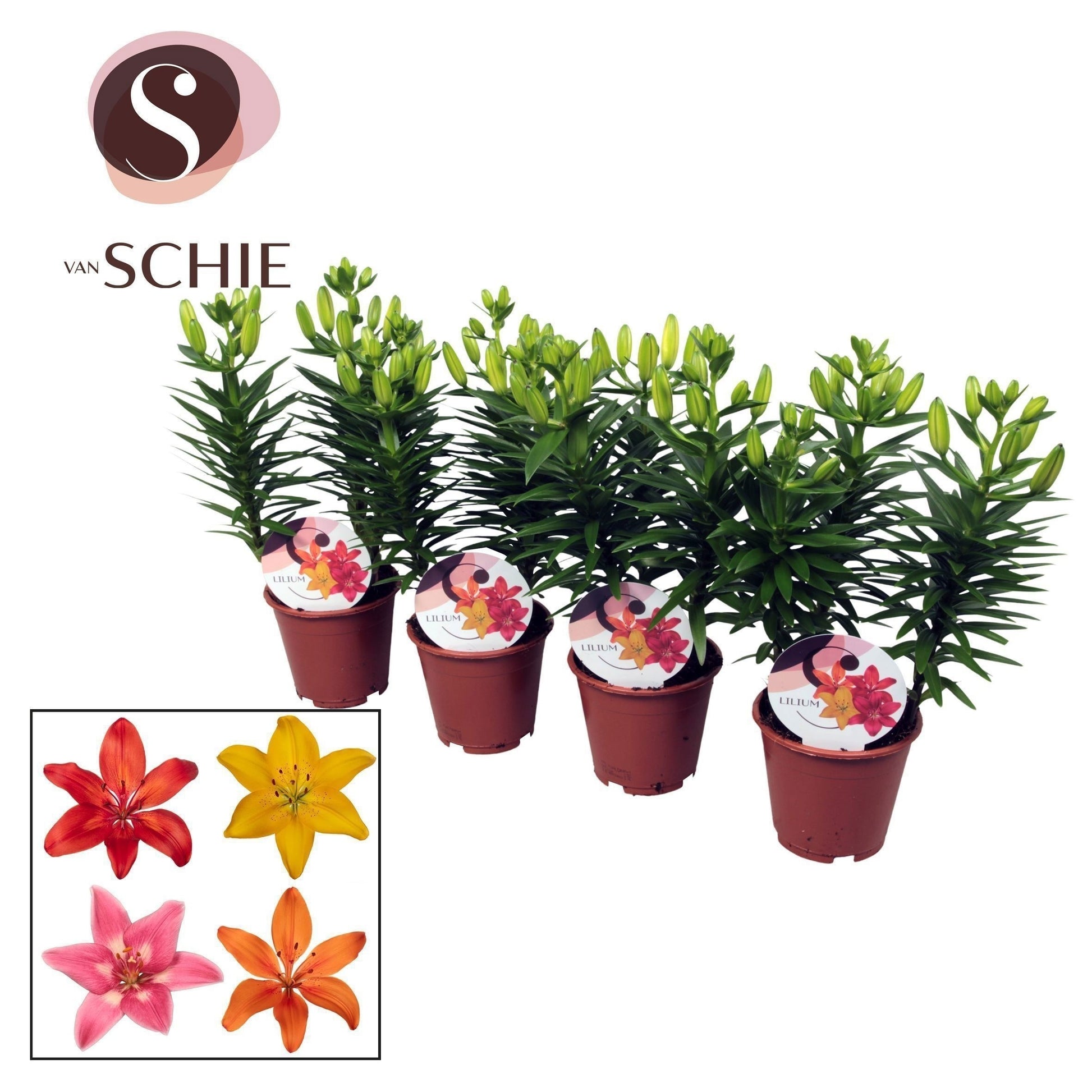 Lilium garden mix 35cm 13cm Pot