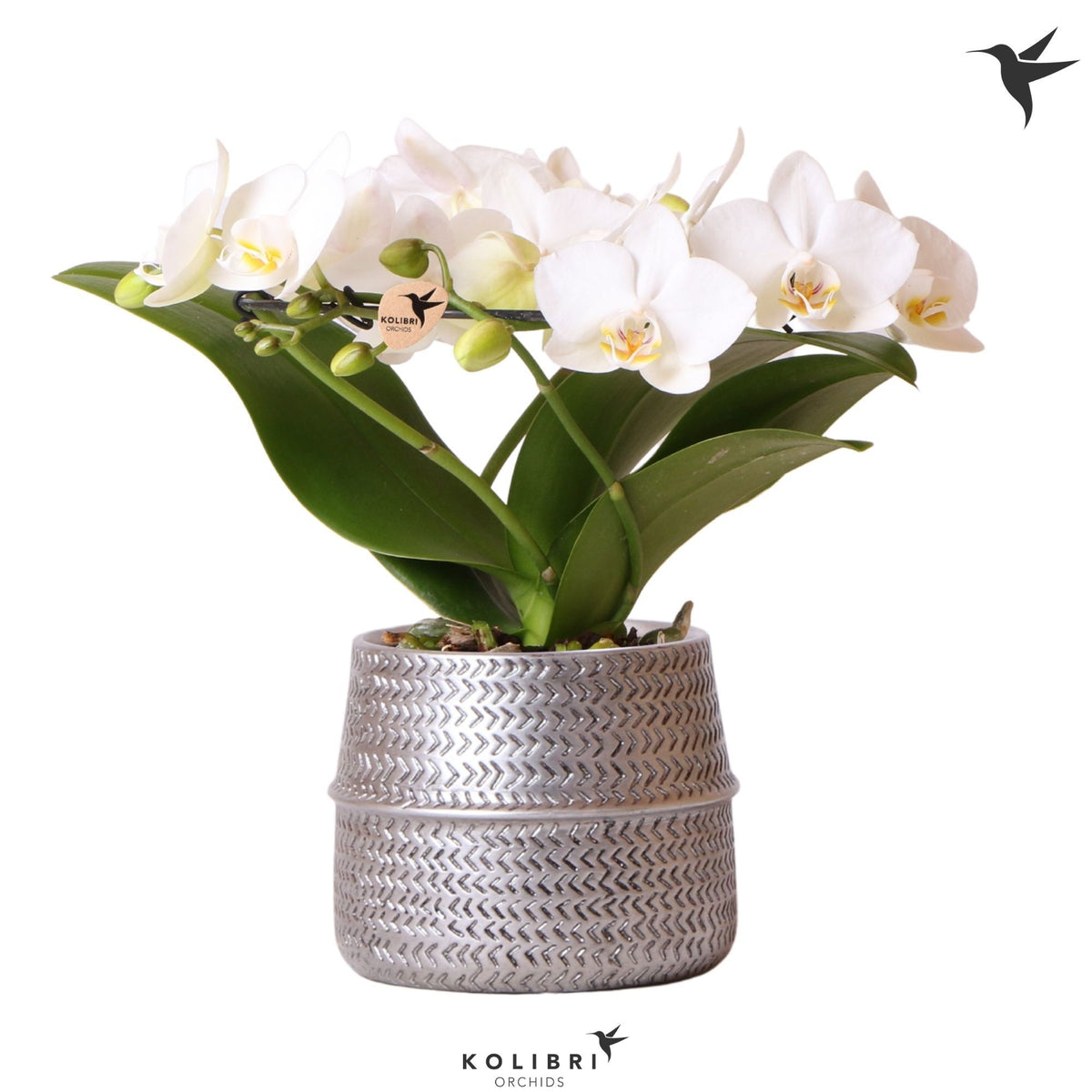Phalaenopsis multiflora white 30cm 9cm Pot