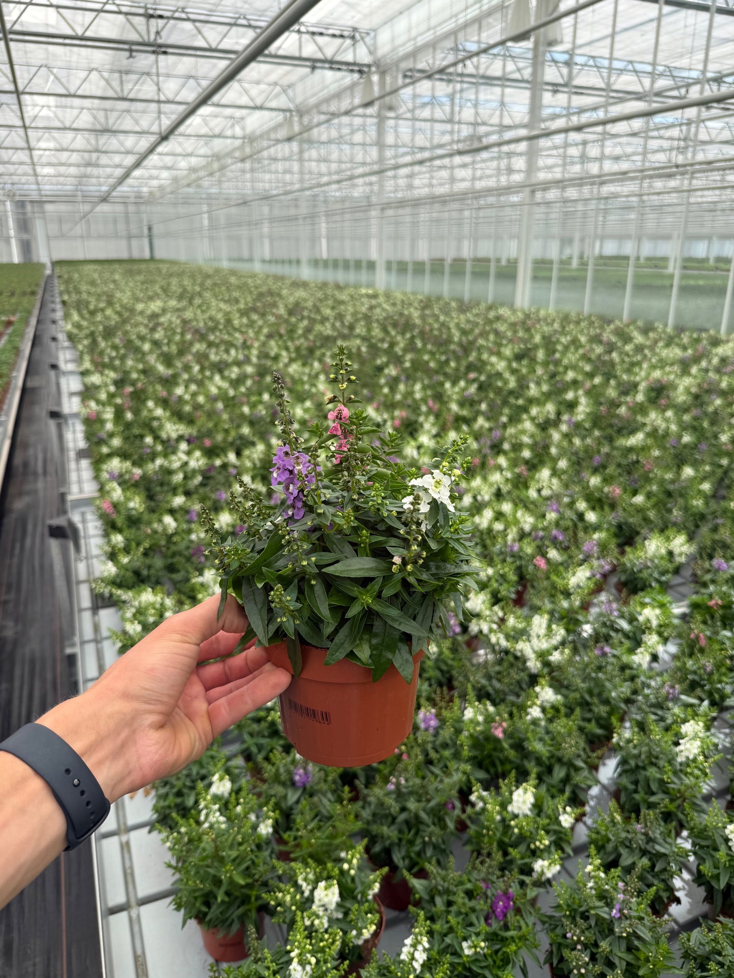 Angelonia Serenita mix 25cm 13cm Pot