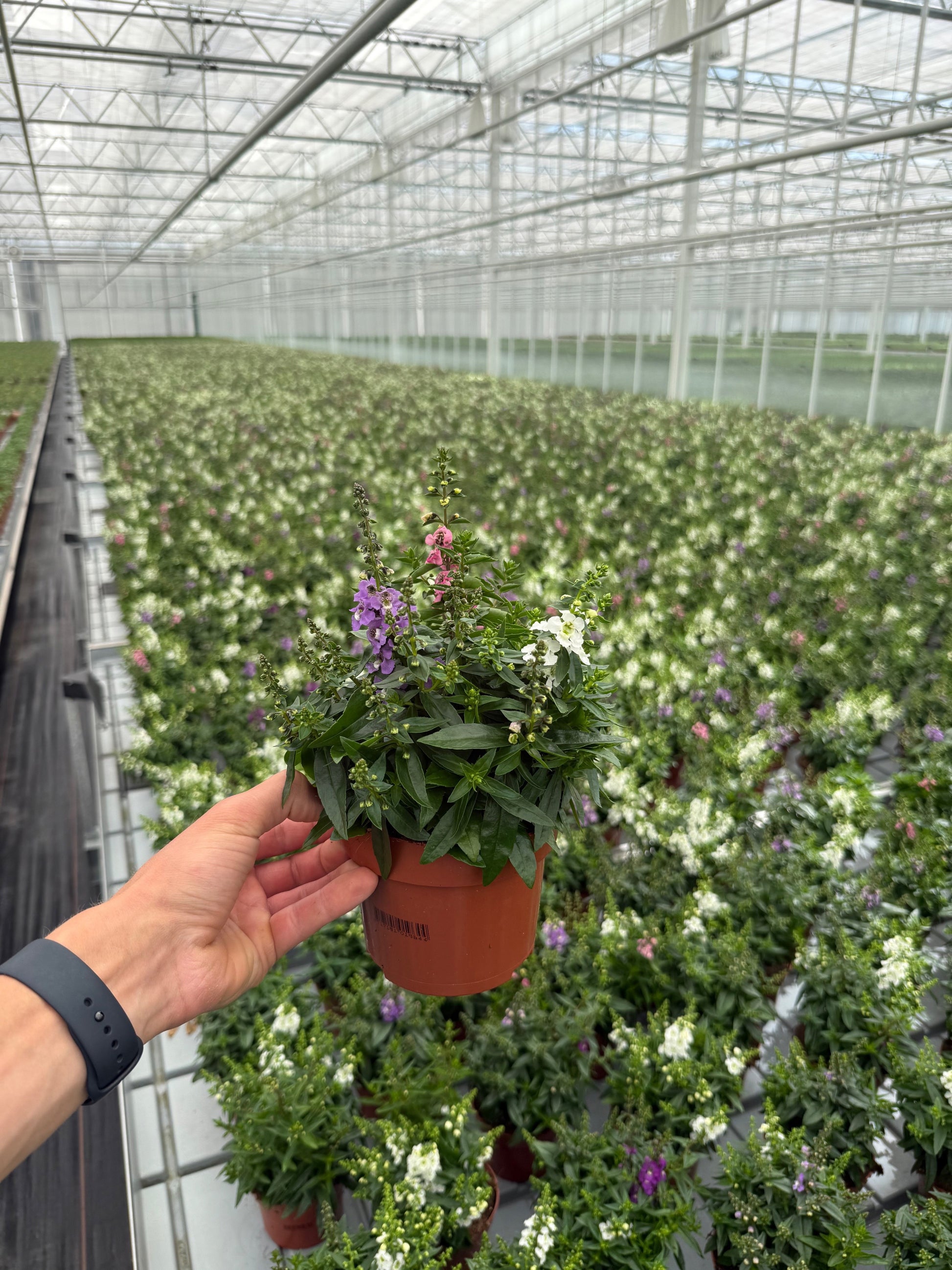 Angelonia Serenita mix 25cm 13cm Pot