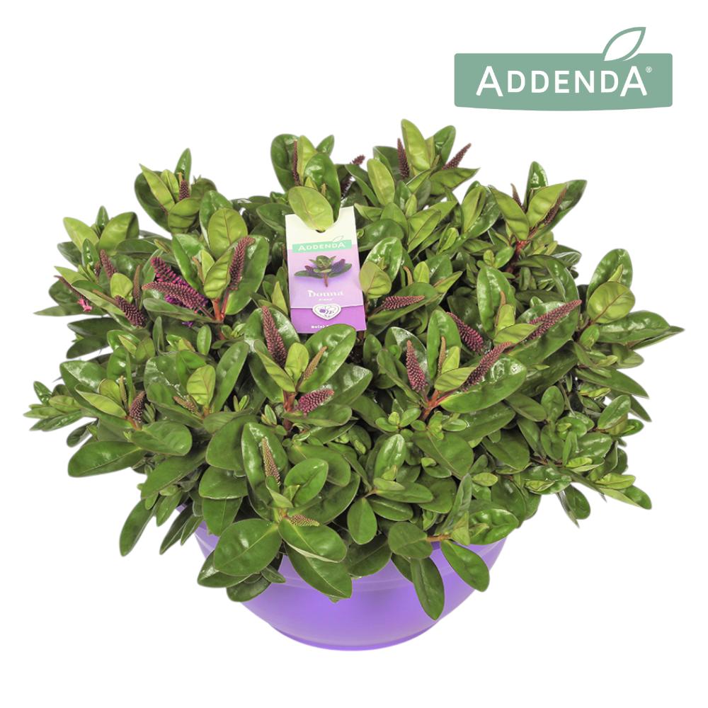 Hebe Hebedonna Alexa 50cm 30cm Pot