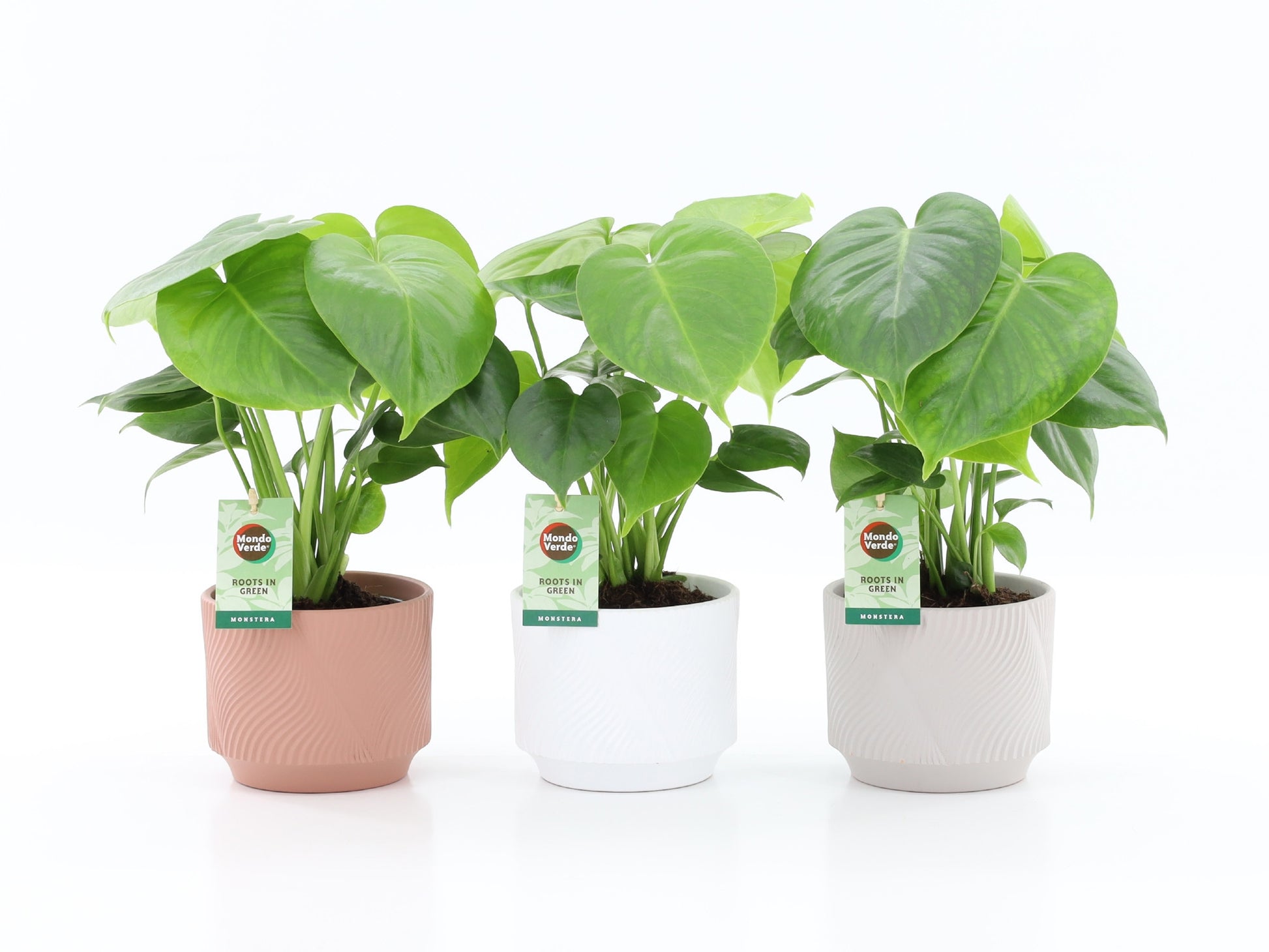 Monstera deliciosa 40cm 13cm Pot