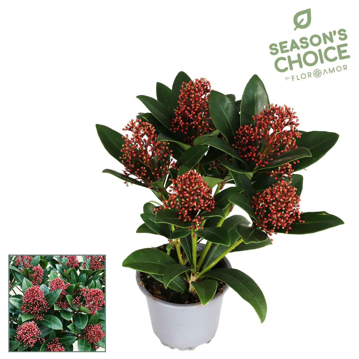 Skimmia japonica Rubella 25cm 10.5cm Pot