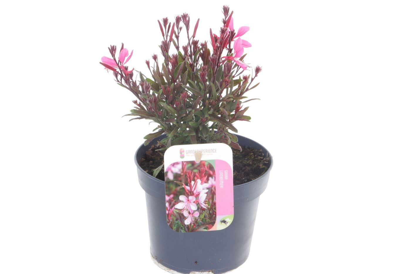 Gaura Gaudi Rose 15cm 13cm Pot