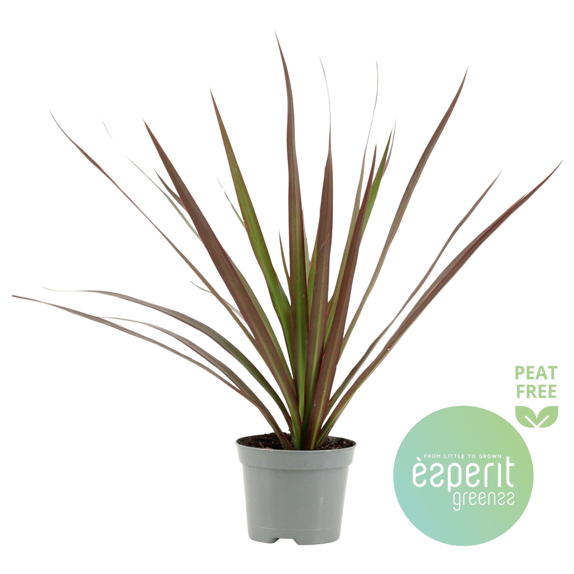Dracaena Magenta 30cm 8.5cm Pot
