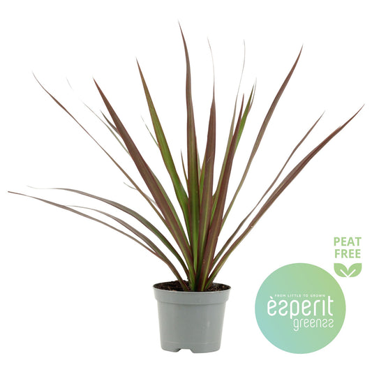 Dracaena Magenta 30cm 8.5cm Pot