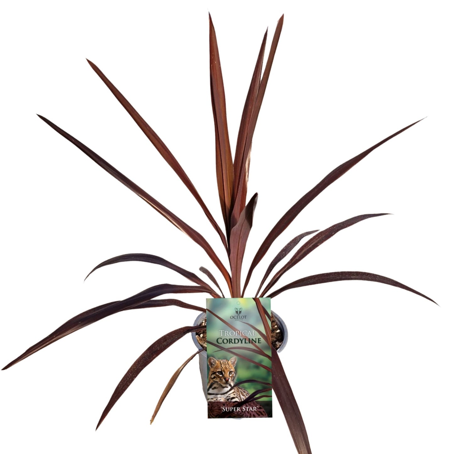 Cordyline australis Superstar 110cm 17cm Pot