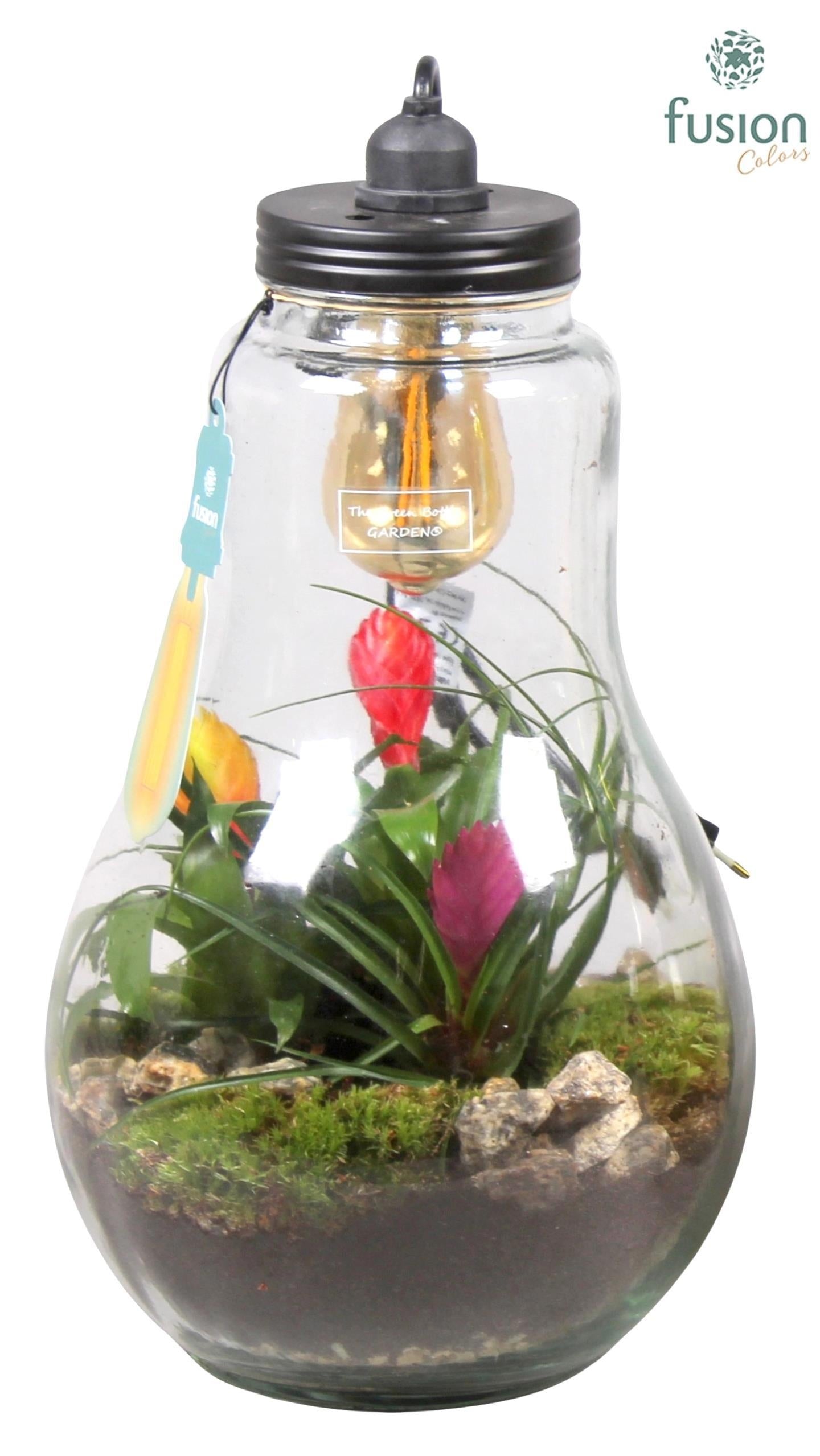 arr. Bromelia 43cm 24cm Pot