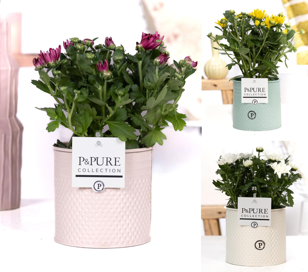 Chrysanthemum double mix 25cm 12cm Pot
