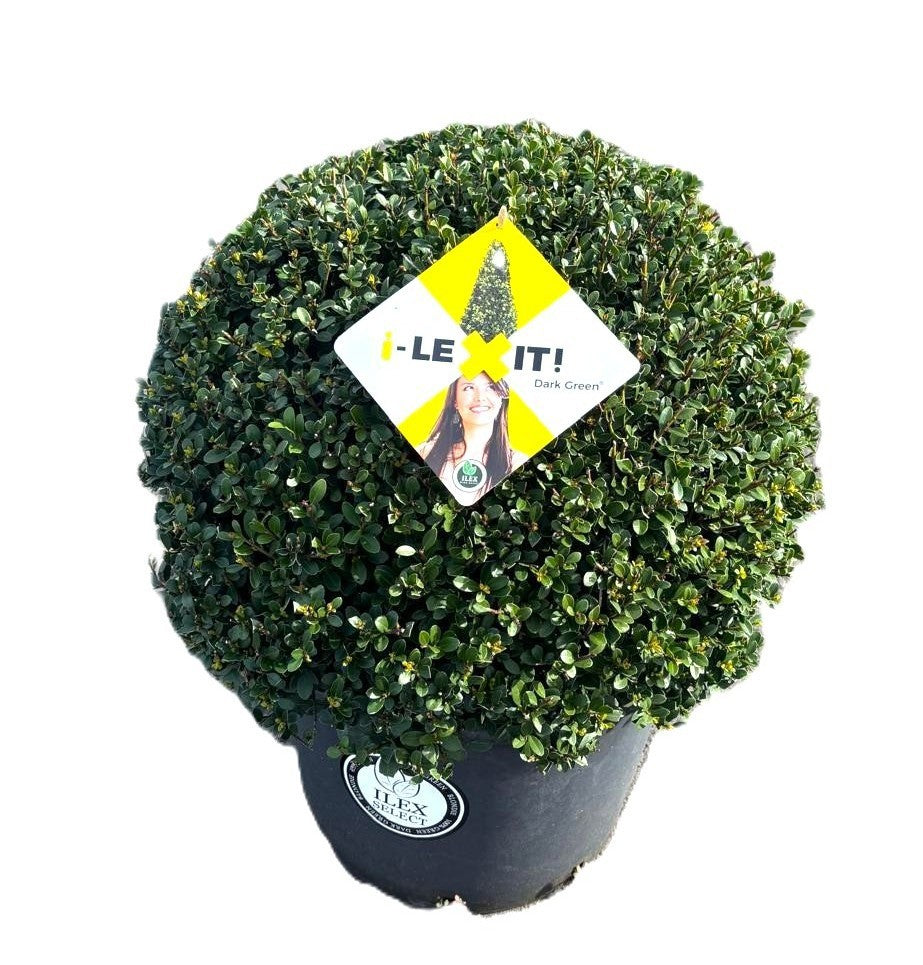 Ilex crenata Dark Green 65cm 35cm Pot