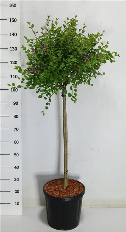 Syringa meyeri Palibin 150cm 32cm Pot
