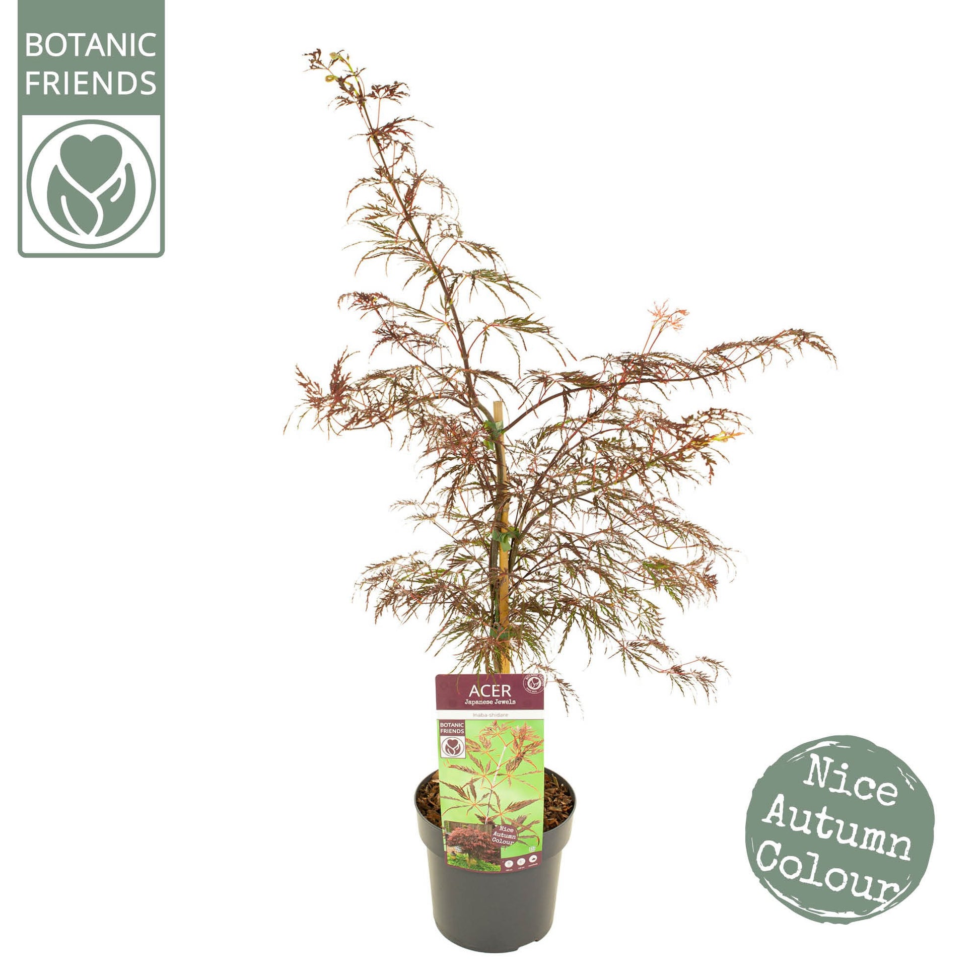 Acer Inaba-shidare 55cm 19cm Pot