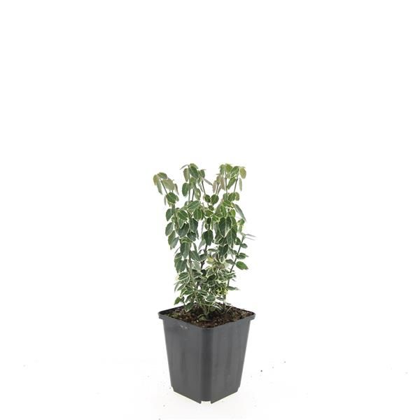 Euonymus Emerald Gaiety 5cm 9cm Pot
