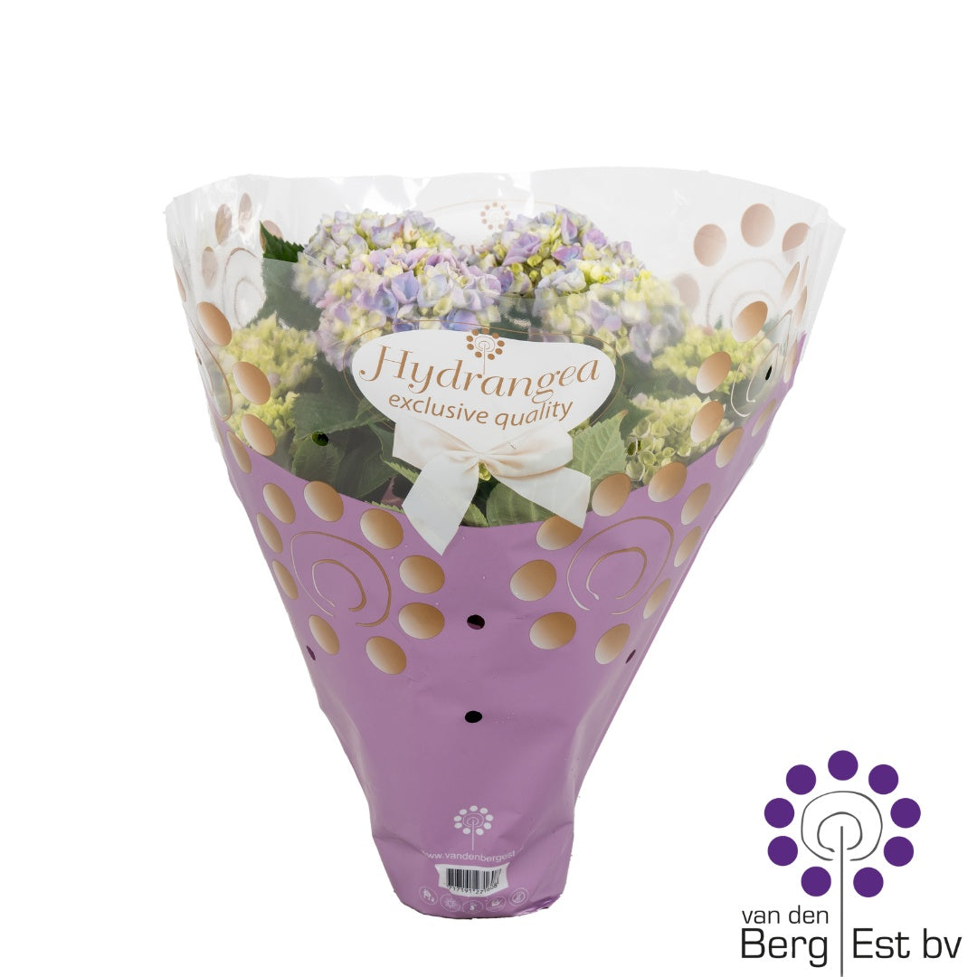 Hydrangea macrophylla 40cm 14cm Pot