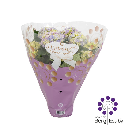 Hydrangea macrophylla 40cm 14cm Pot